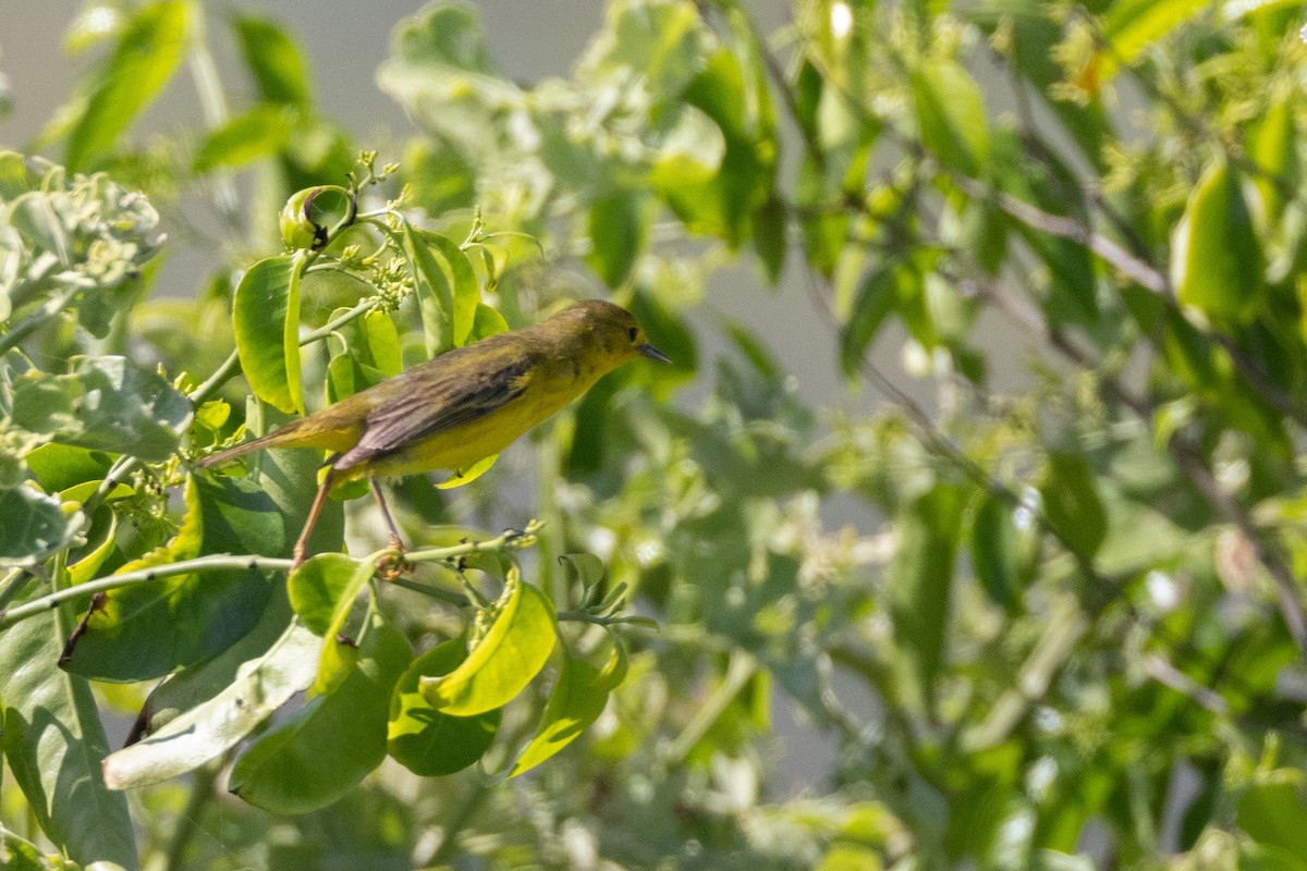 Yellow Warbler (Galapagos) - ML620711876