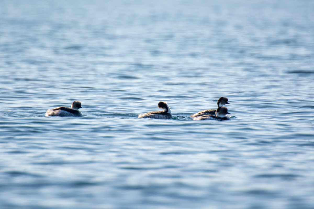 Silvery Grebe - ML620711878