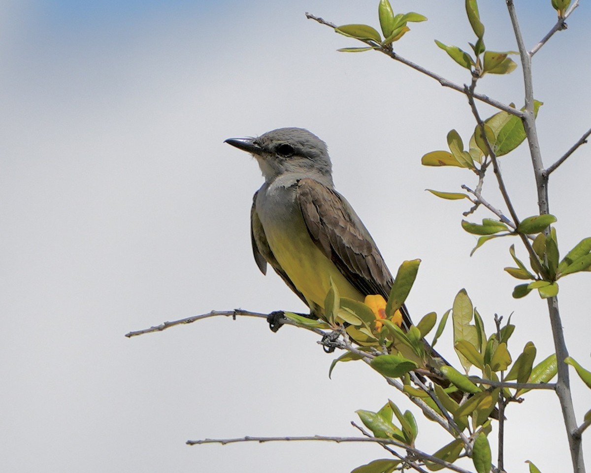 Western Kingbird - ML620711879