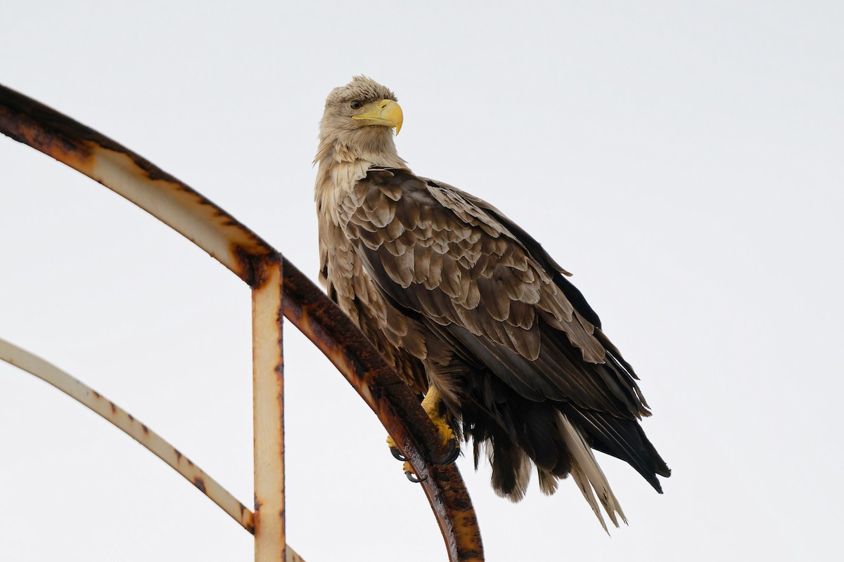 White-tailed Eagle - ML620711881