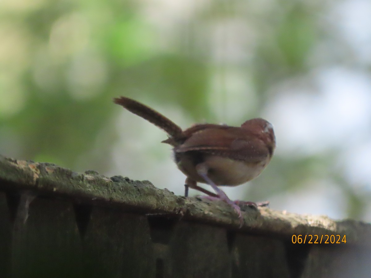 Carolina Wren - ML620711882