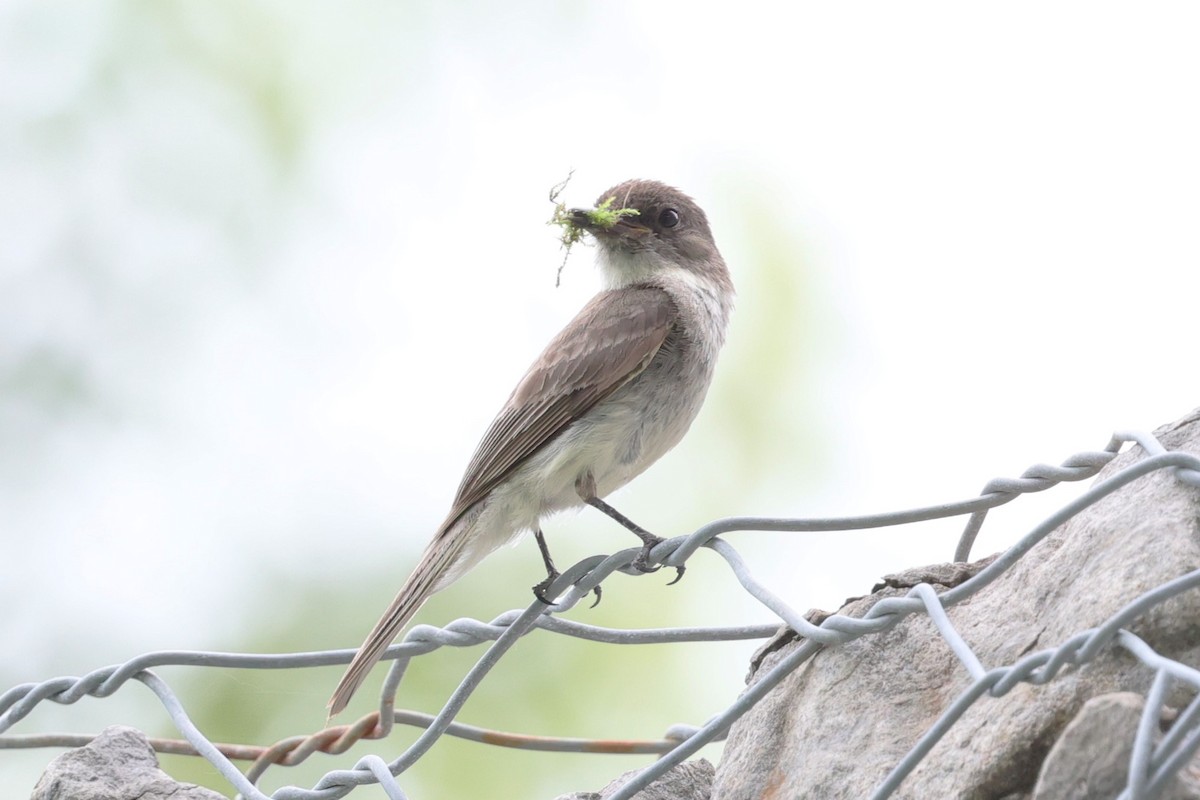 Eastern Phoebe - ML620711883