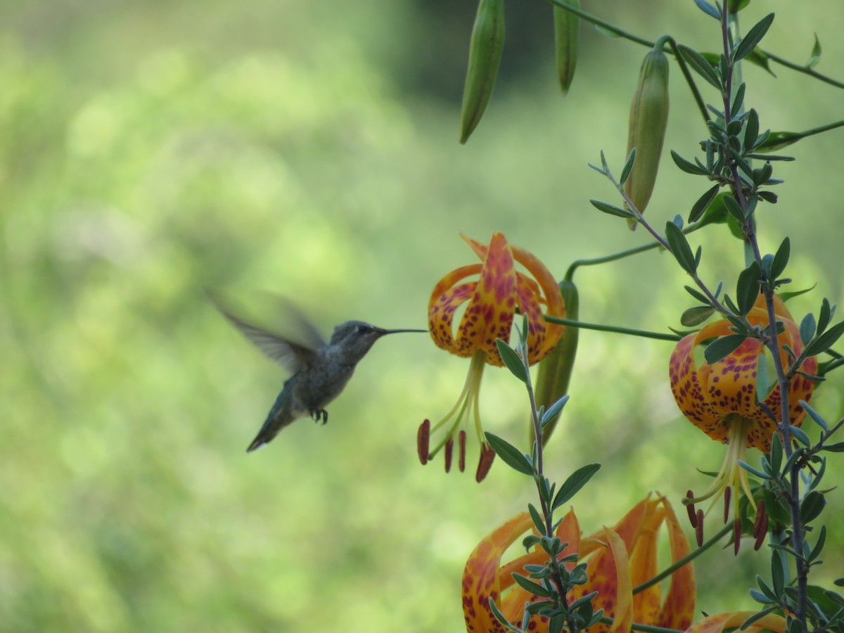 Anna's Hummingbird - ML620711885