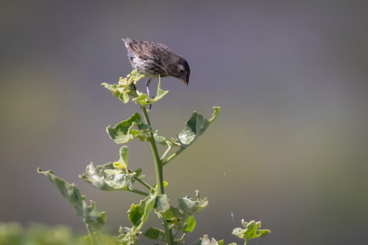 Small Ground-Finch - ML620711886