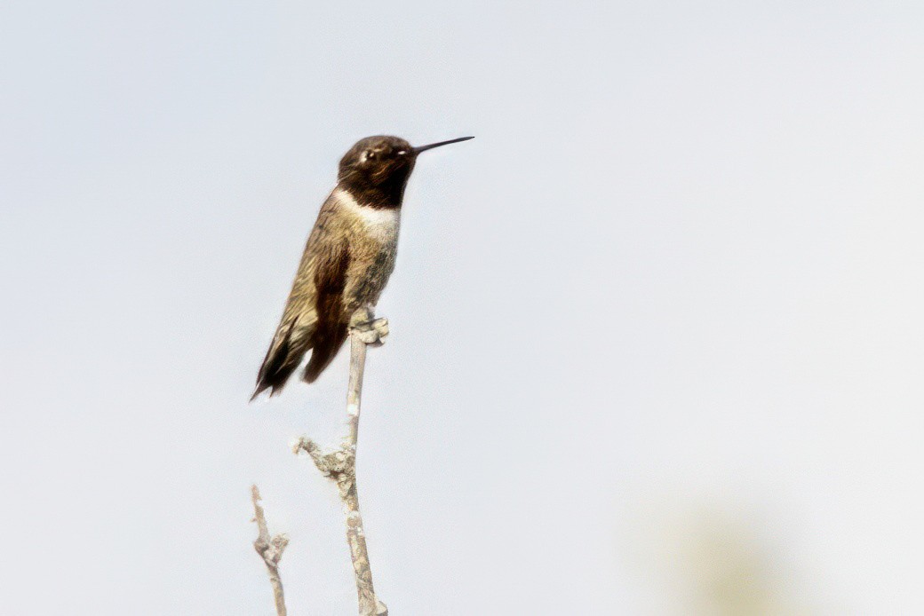 Black-chinned Hummingbird - Sandy & Bob Sipe