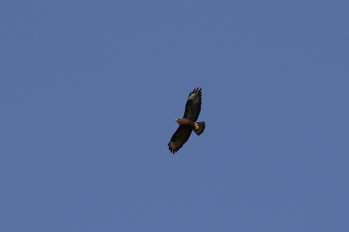 Common Buzzard - ML620711889