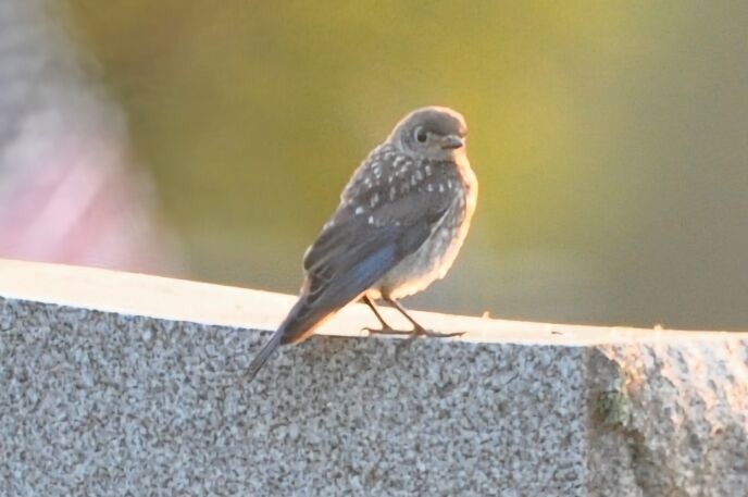 Eastern Bluebird - ML620711890