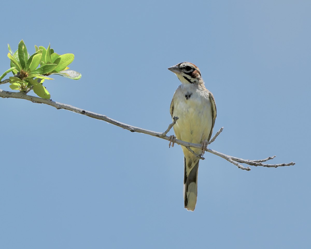 Lark Sparrow - ML620711891