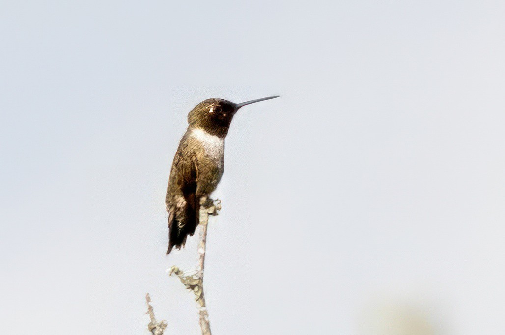 Black-chinned Hummingbird - ML620711894