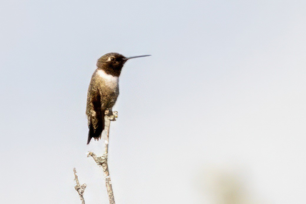 Black-chinned Hummingbird - ML620711895