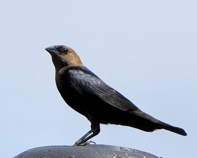 Brown-headed Cowbird - ML620711896