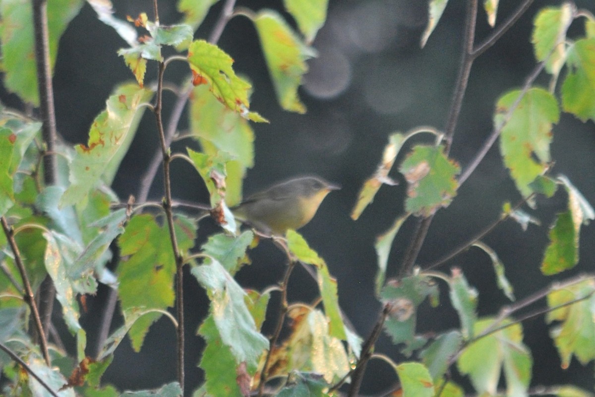 Common Yellowthroat - ML620711897