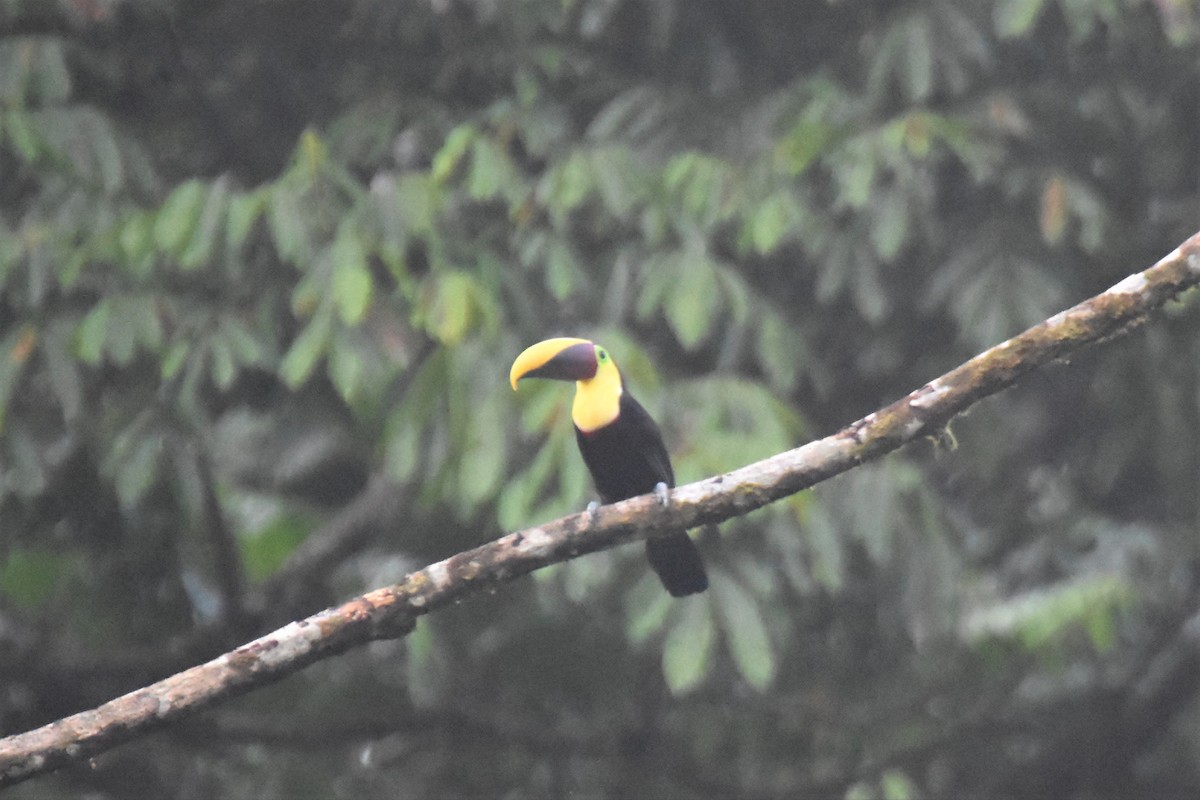 Yellow-throated Toucan - ML620711899