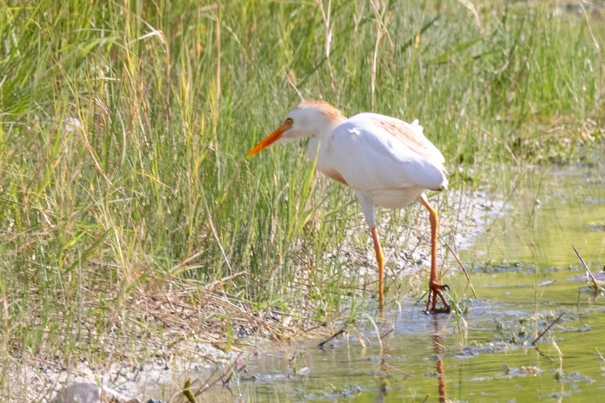 Western Cattle Egret - ML620711902