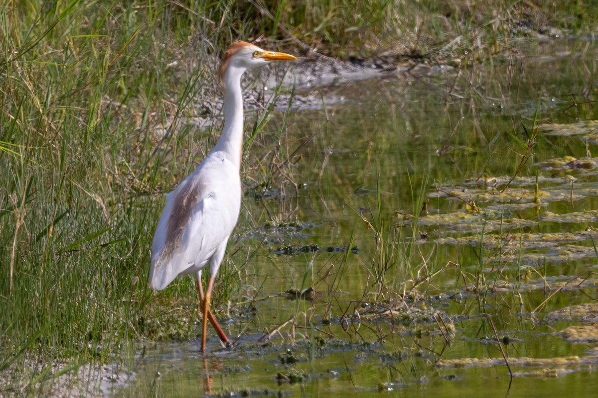 Western Cattle Egret - ML620711905