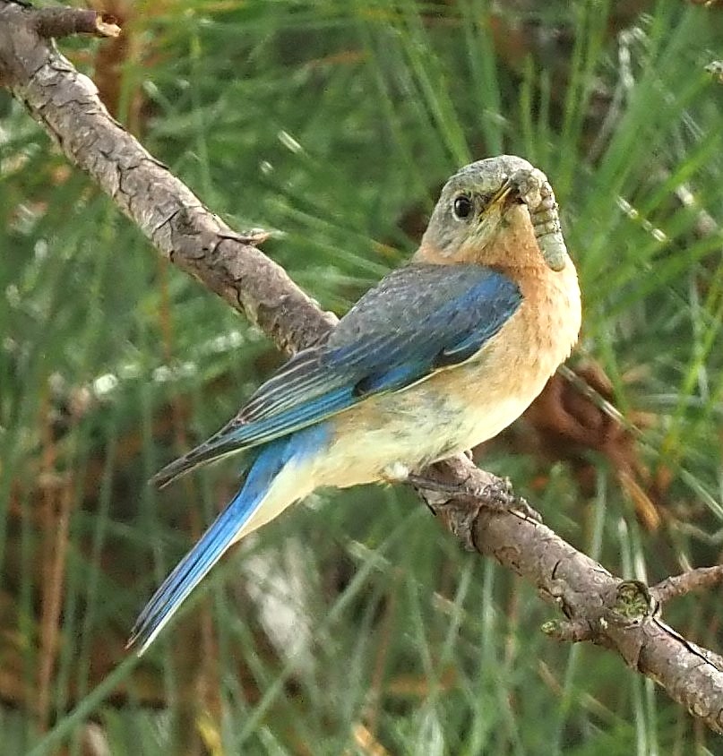 Eastern Bluebird - ML620711906