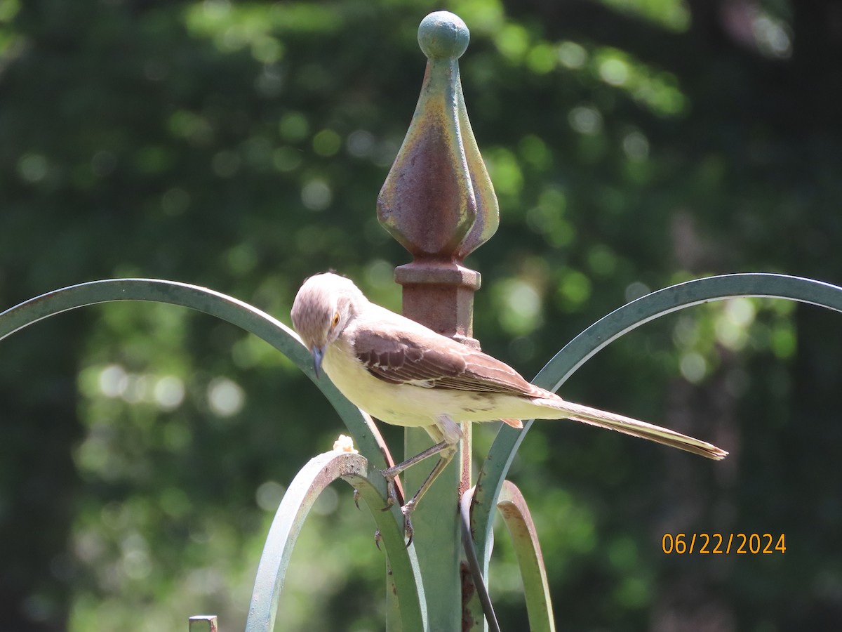 Northern Mockingbird - ML620711909