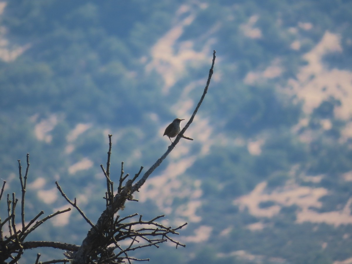 Bewick's Wren - ML620711911