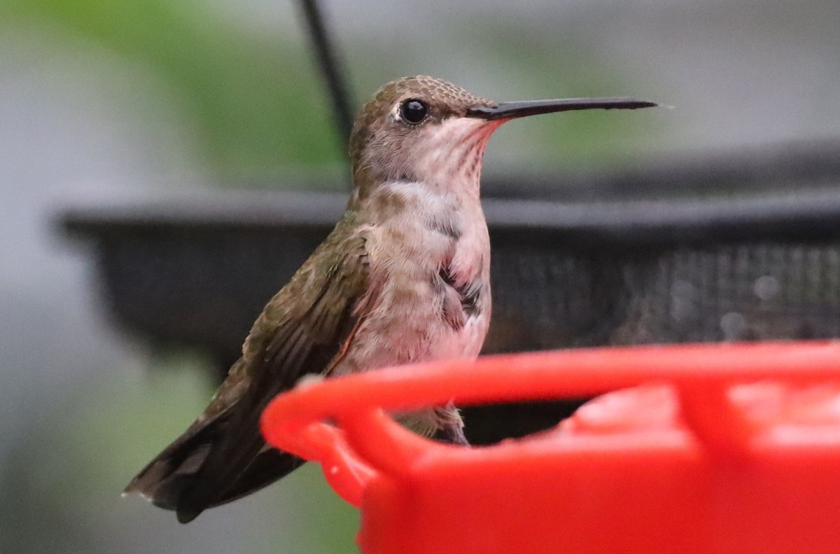 Black-chinned Hummingbird - ML620711915