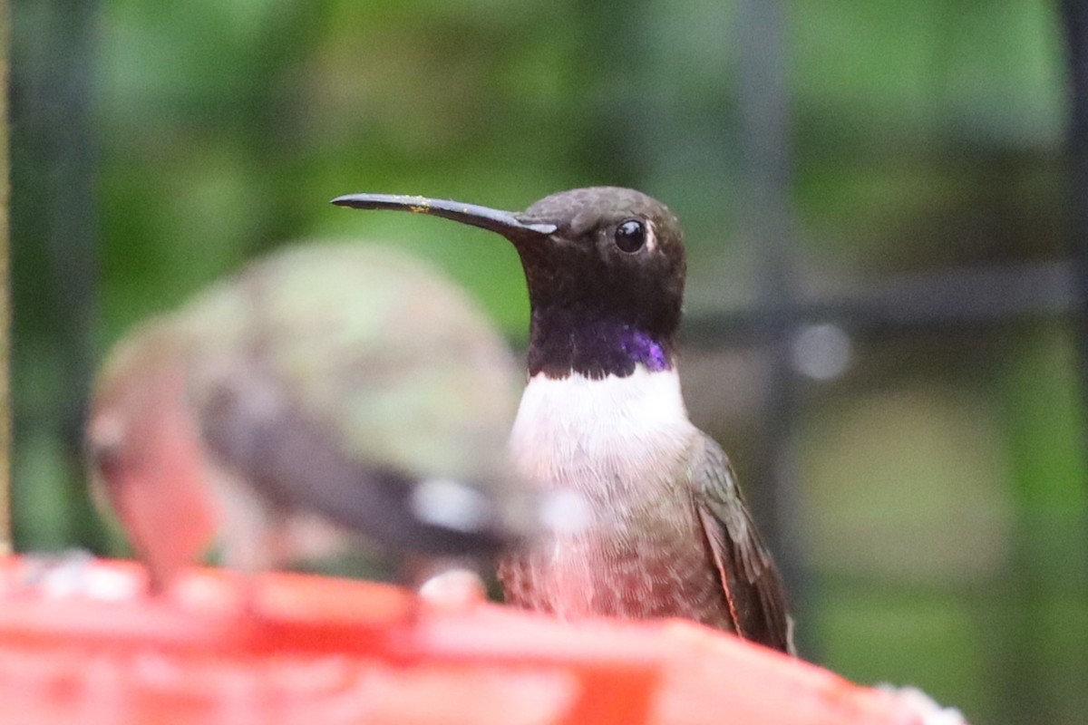 Black-chinned Hummingbird - ML620711916