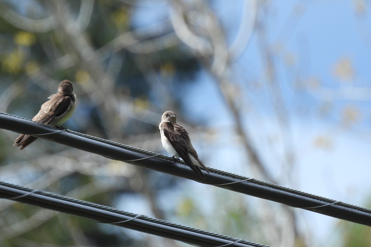 Hirondelle à ailes hérissées - ML620711917