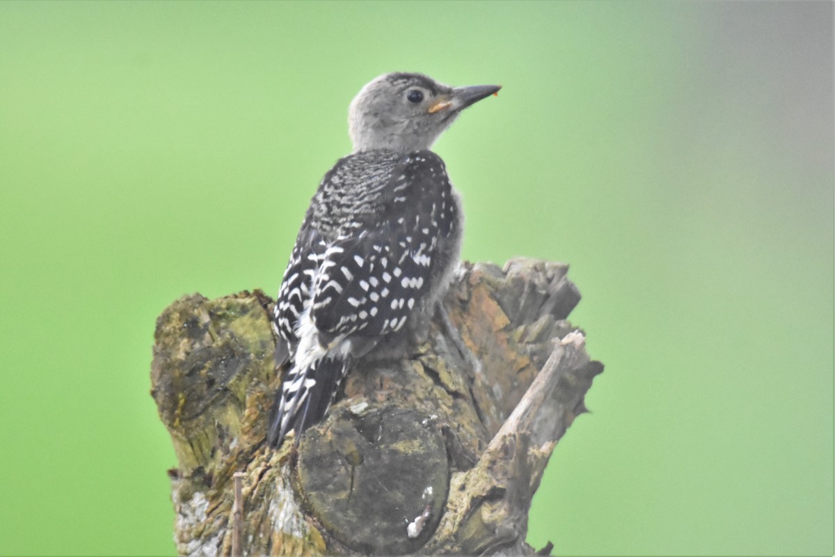 Red-crowned Woodpecker - ML620711921