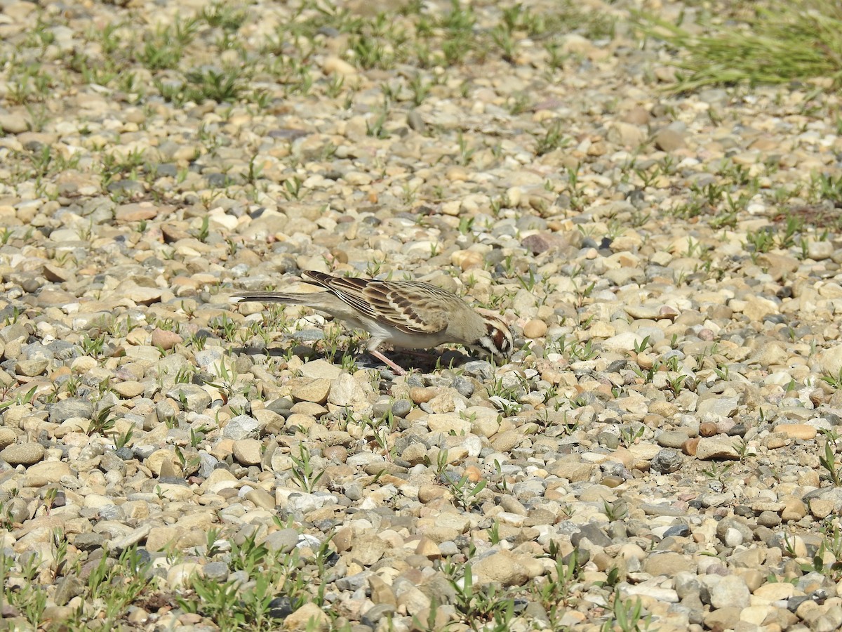 Lark Sparrow - ML620711925