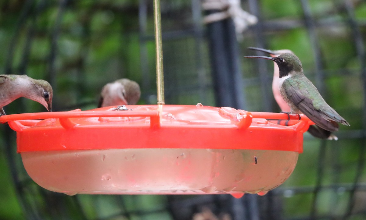 Black-chinned Hummingbird - ML620711931