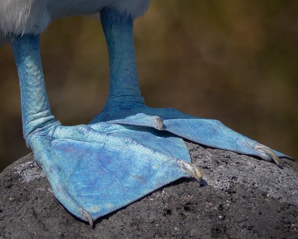 Blue-footed Booby - ML620711932