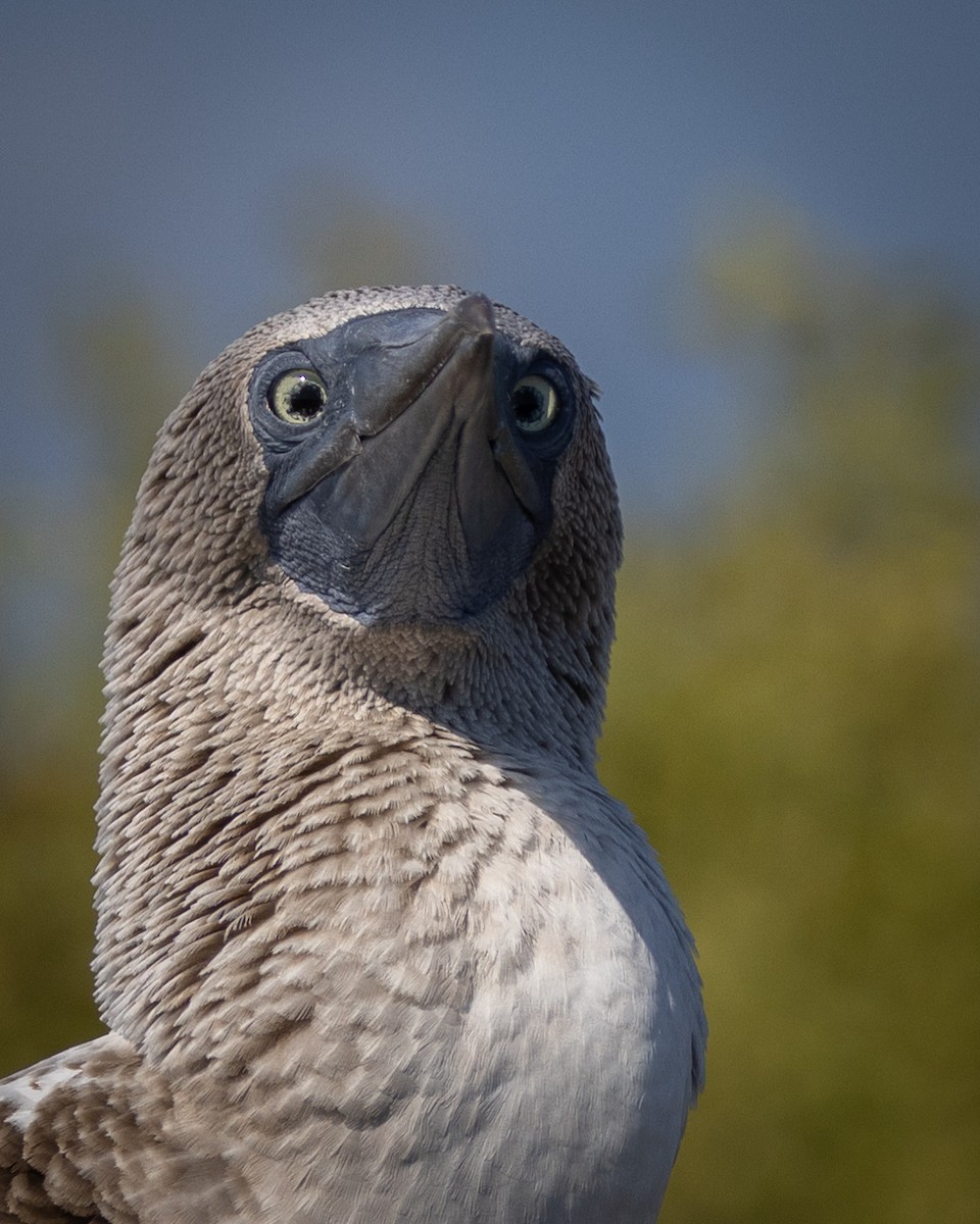 Blue-footed Booby - ML620711933