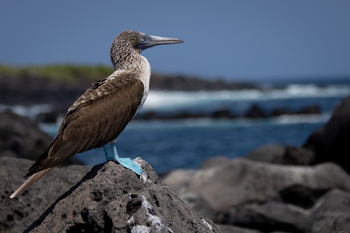 Blue-footed Booby - ML620711934