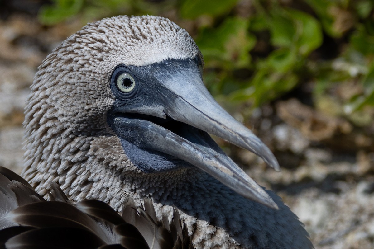 Blue-footed Booby - ML620711935