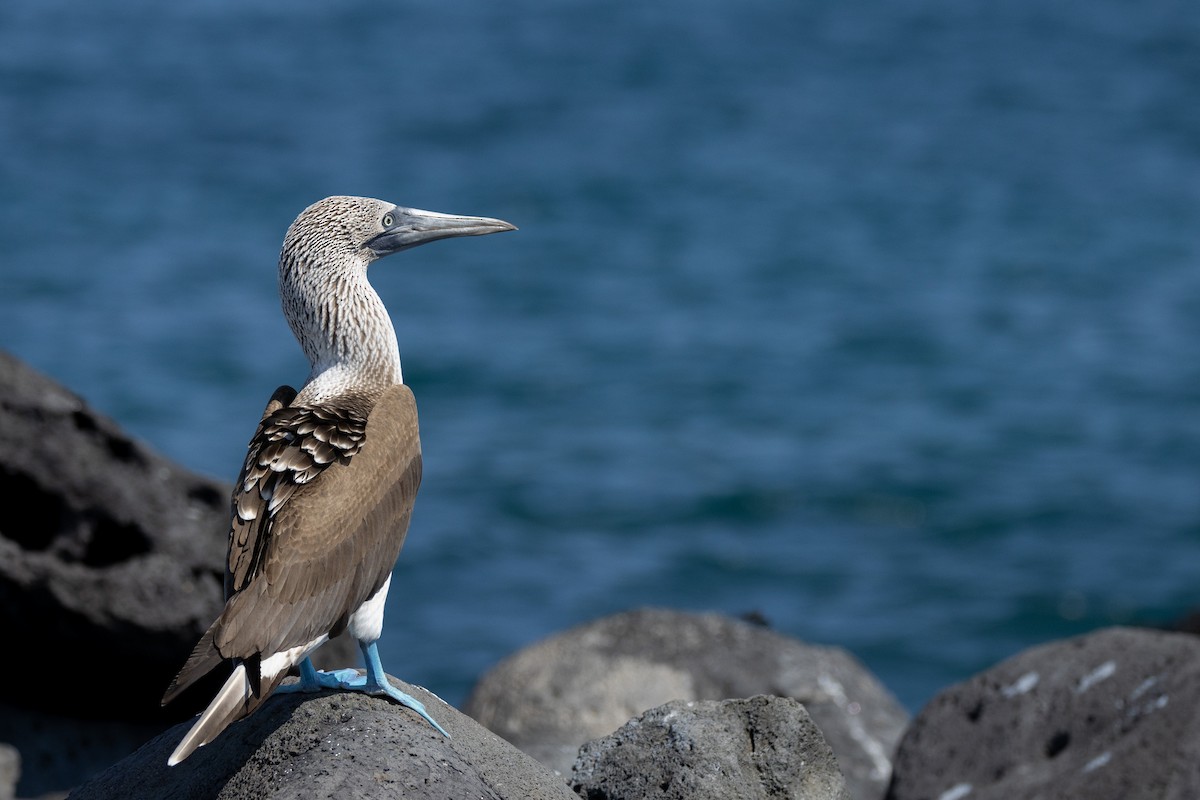 Blue-footed Booby - ML620711936