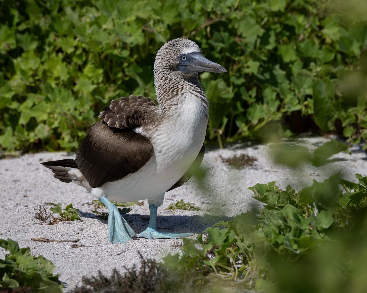 Blue-footed Booby - ML620711937