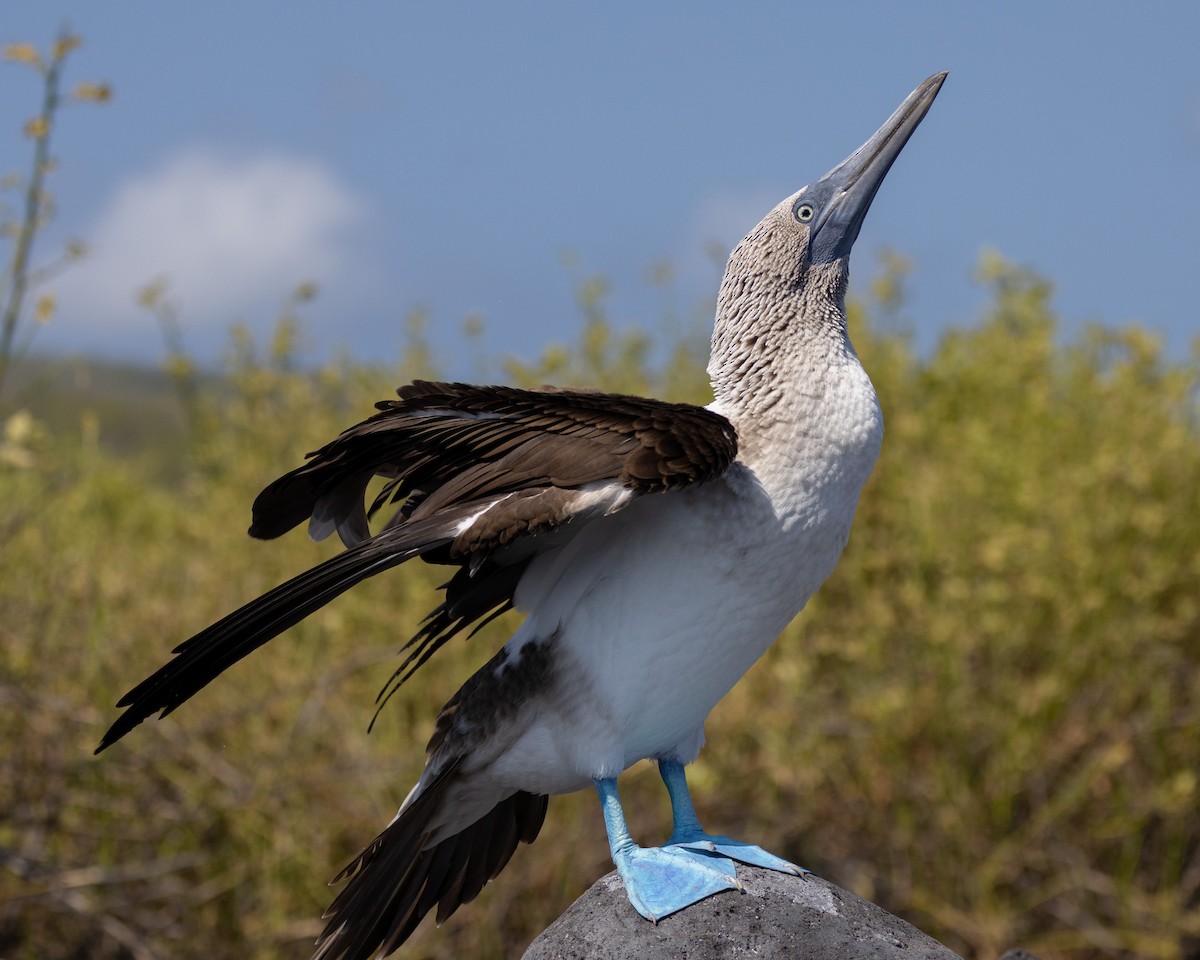 Blue-footed Booby - ML620711938