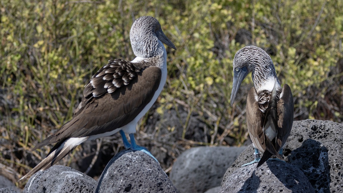 Blue-footed Booby - ML620711939