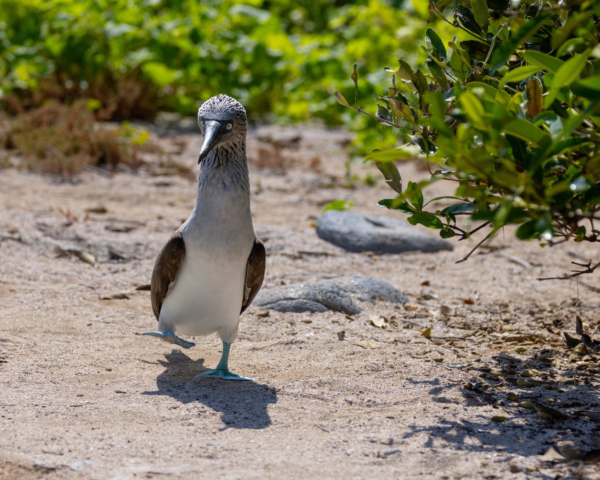 Blue-footed Booby - ML620711940