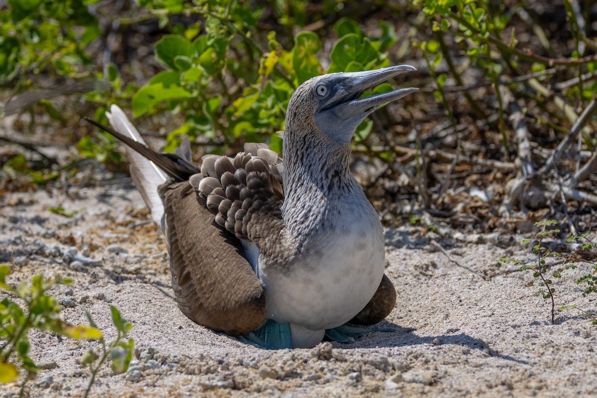 Blue-footed Booby - ML620711941