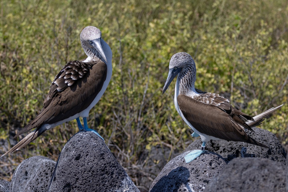 Blue-footed Booby - ML620711942