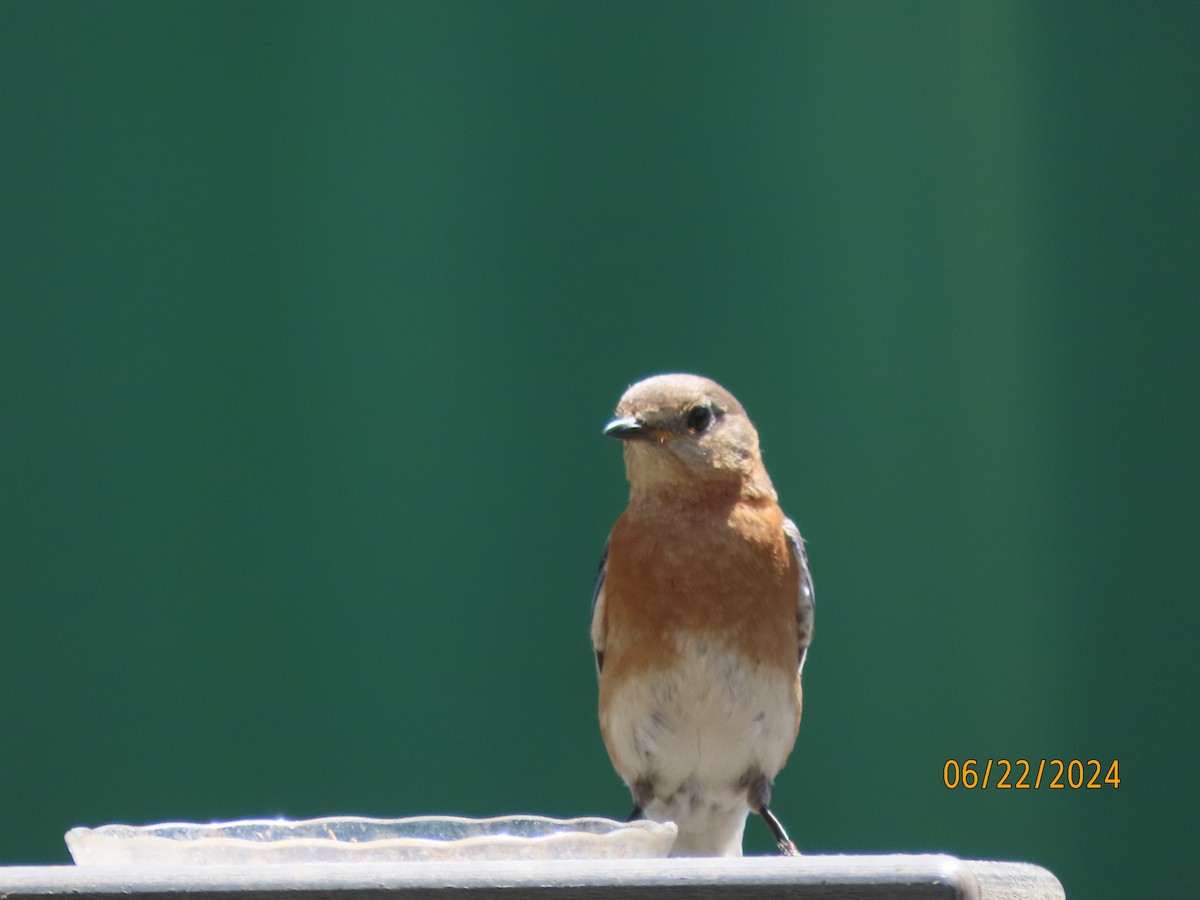 Eastern Bluebird - Susan Leake