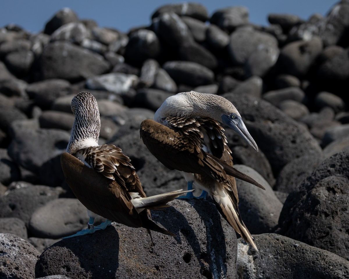 Blue-footed Booby - ML620711945