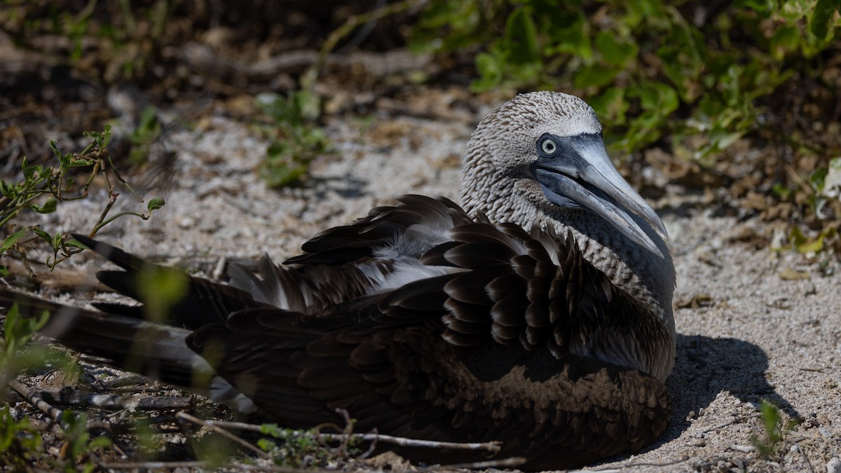 Blue-footed Booby - ML620711946