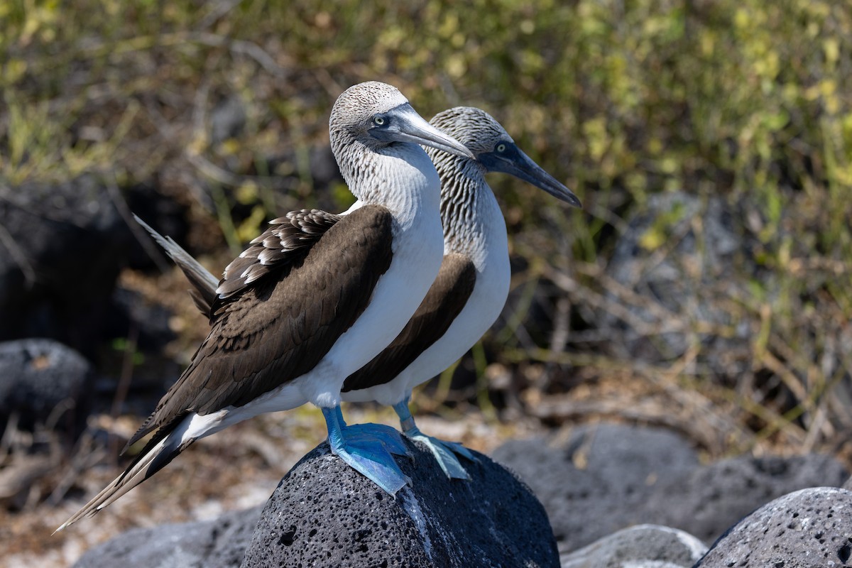Blue-footed Booby - ML620711947