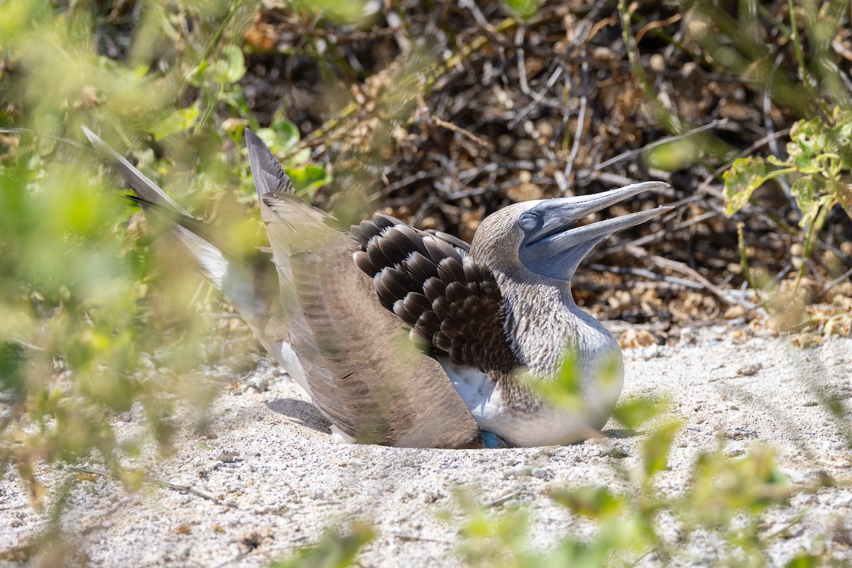 Blue-footed Booby - ML620711948