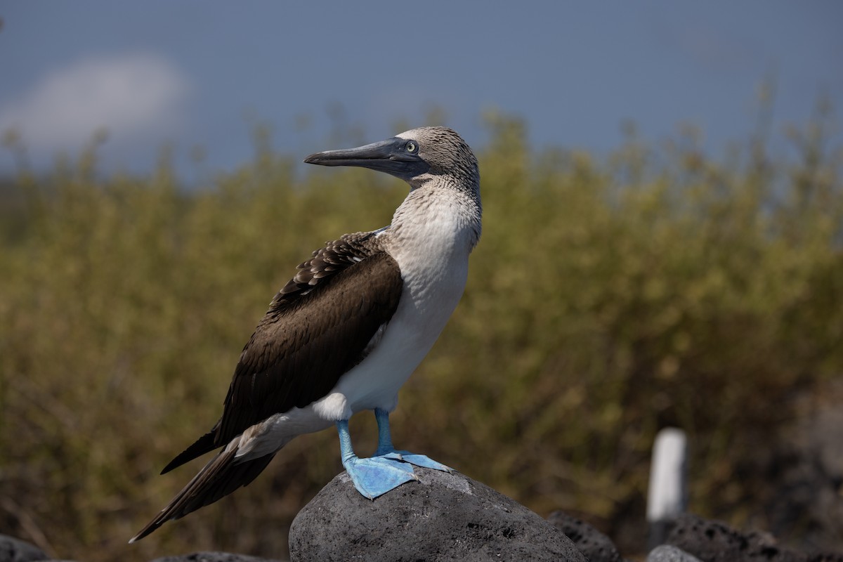 Blue-footed Booby - ML620711949