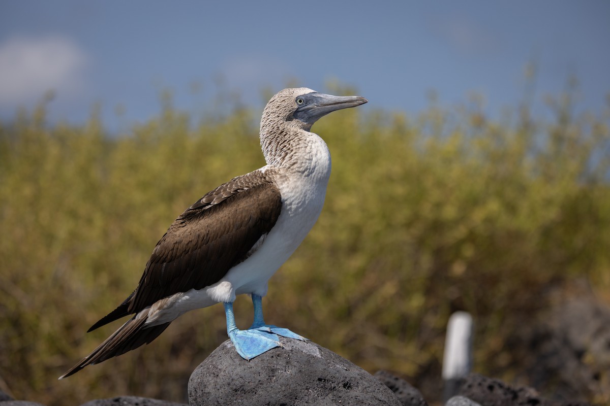 Blue-footed Booby - ML620711950