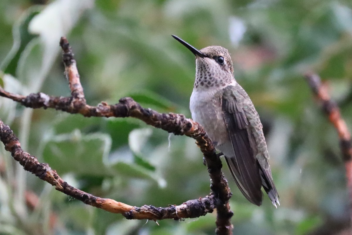 Black-chinned Hummingbird - Lillian Derwelis