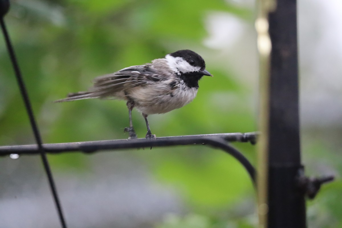 Black-capped Chickadee - ML620711954