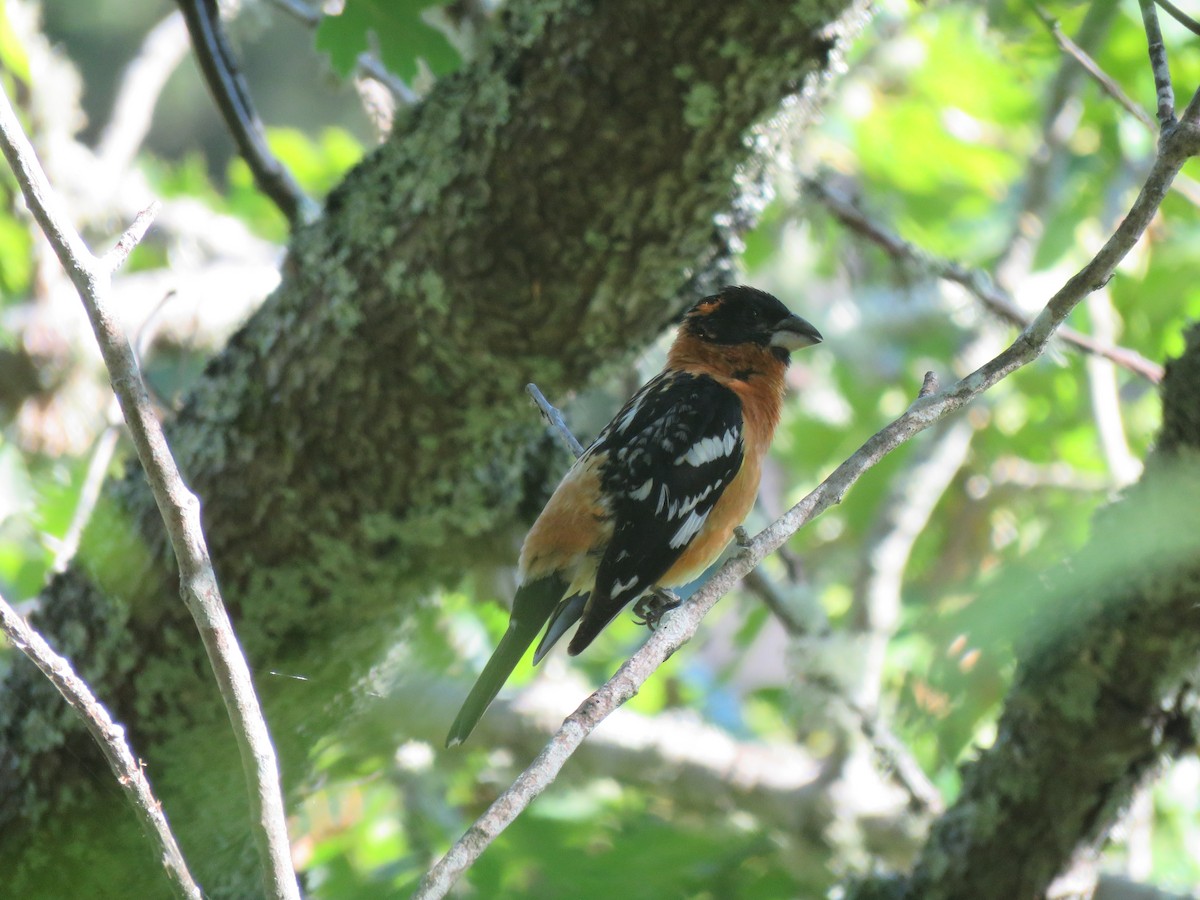 Black-headed Grosbeak - ML620711958