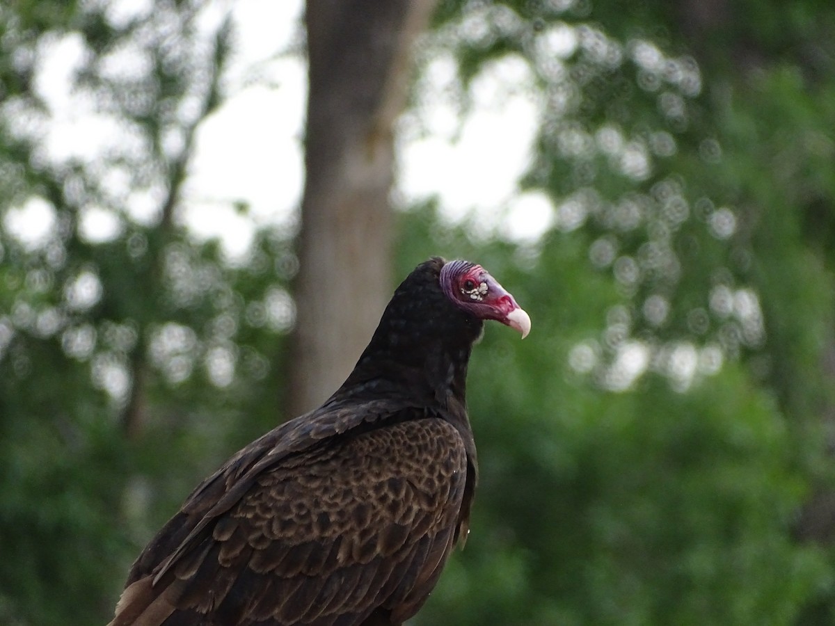 Turkey Vulture - ML620711959